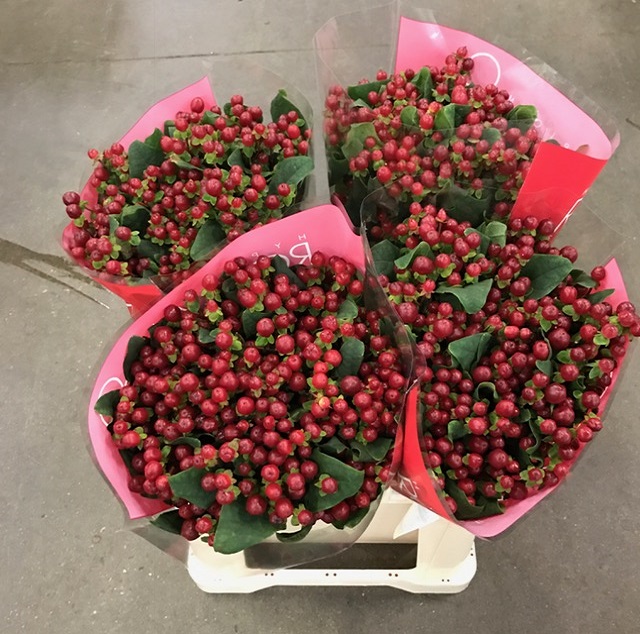 Hypericum red light romance.jpg